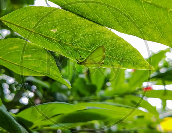 Selective Focus On A Green Butterfly Under The Leaf