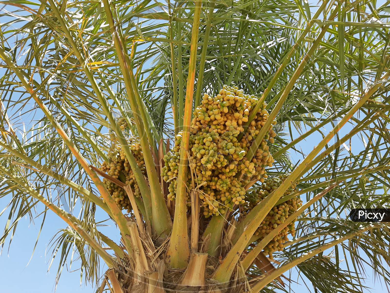 Bunch of Dates on Dates Palm