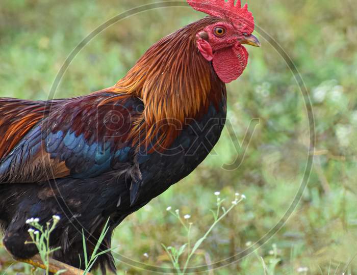 A indian male cock walking on the field.