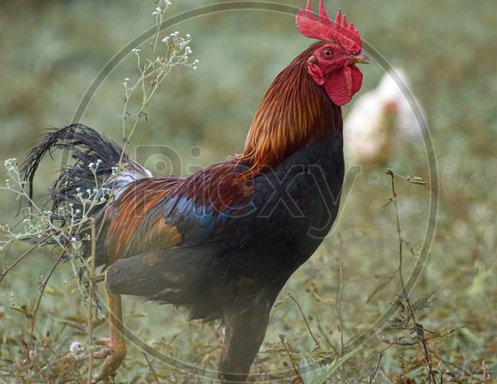 A indian male cock walking on the field.
