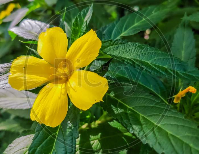 Selective Focus On Yellow Flower And Green Leaves