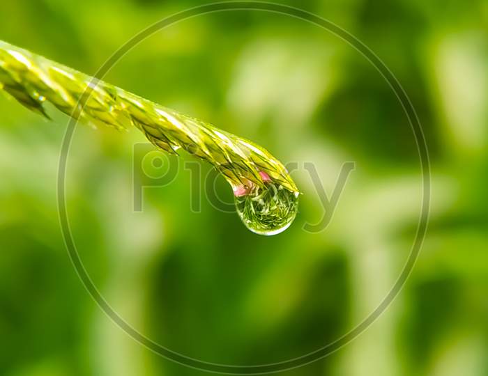 The Macro Of Dew Drop At The Green Plant