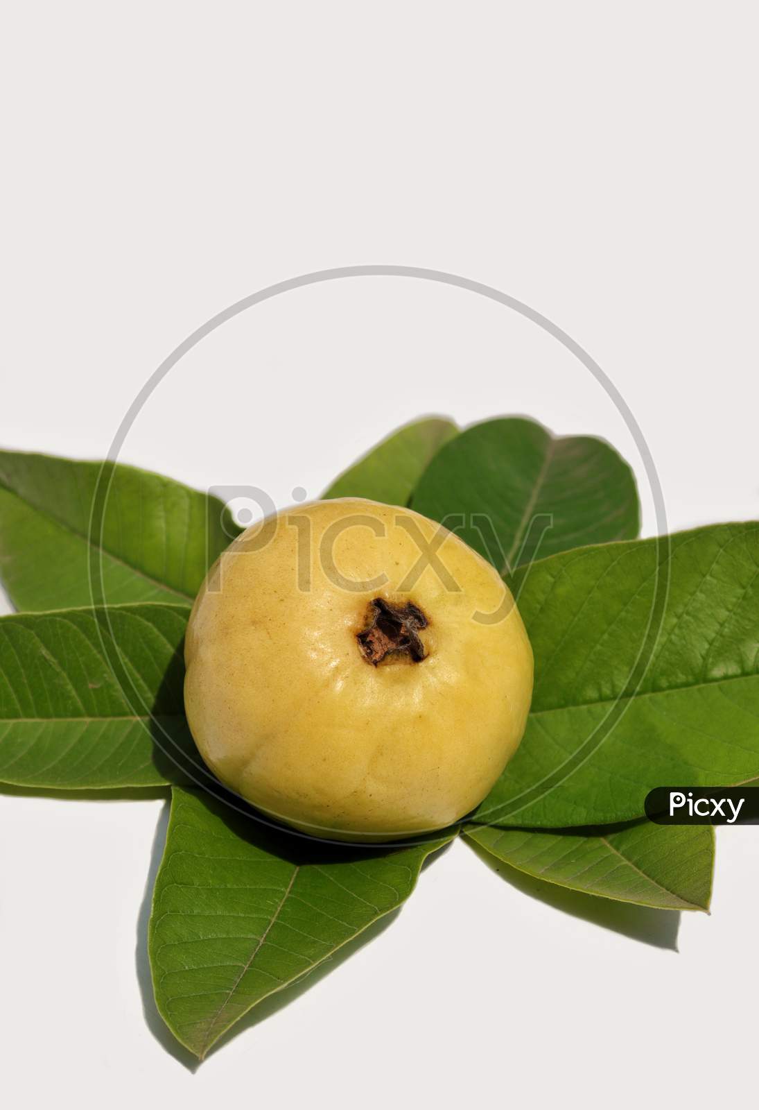 Ripe Guava Fruit With Guava Leaves Isolated On White Background In Vertical Orientation