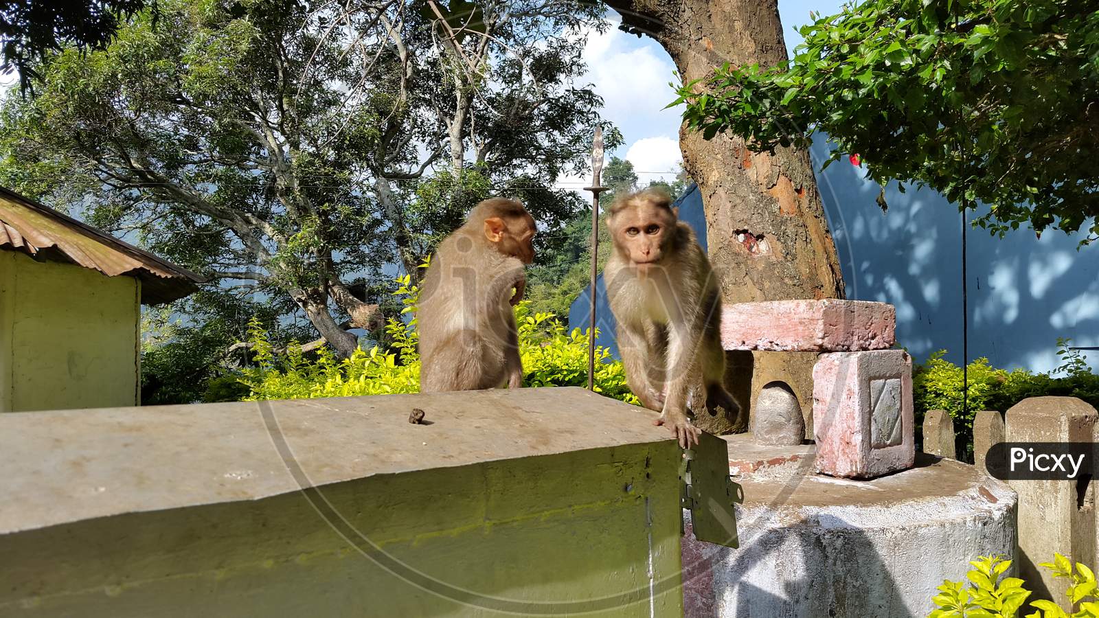 monkeys out on a bright sunny day
