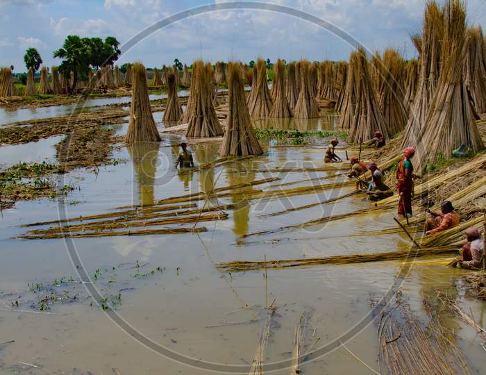 Jute farming beside a river in India