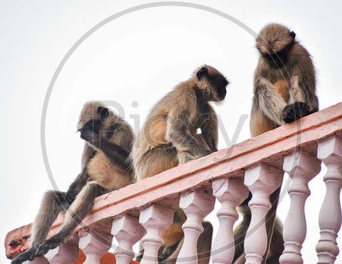 Group of asian langurs sitting at the top of building due to bad weather.