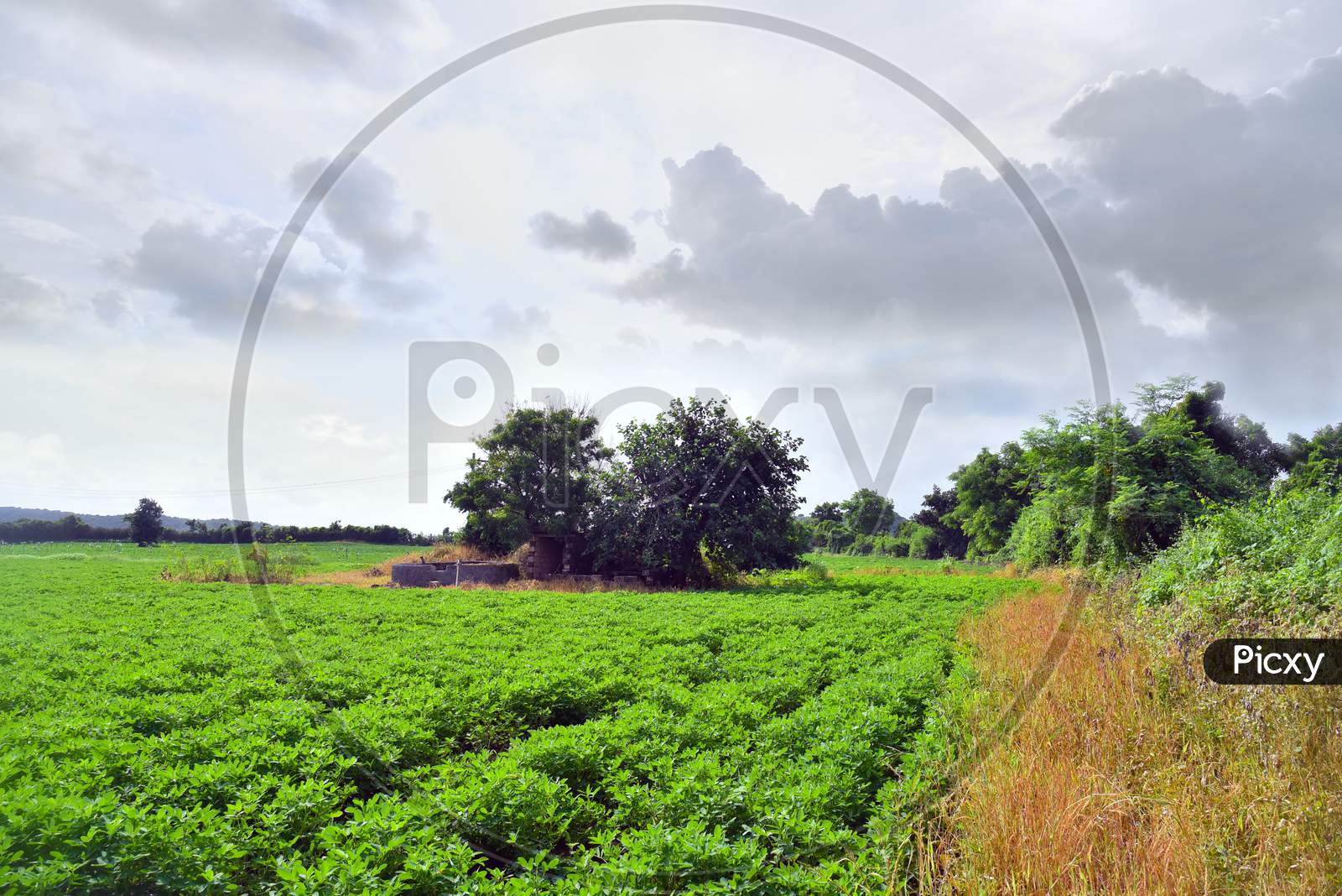 Agriculture, Peanut Field And Grass Stock Image .
