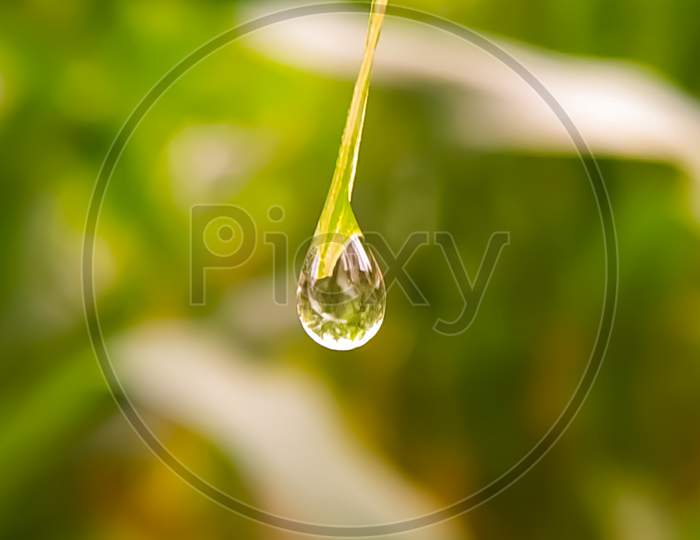 Water Drop On A Grass