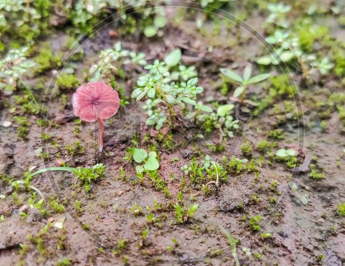 Selective Focus On Red Mushroom In Garden