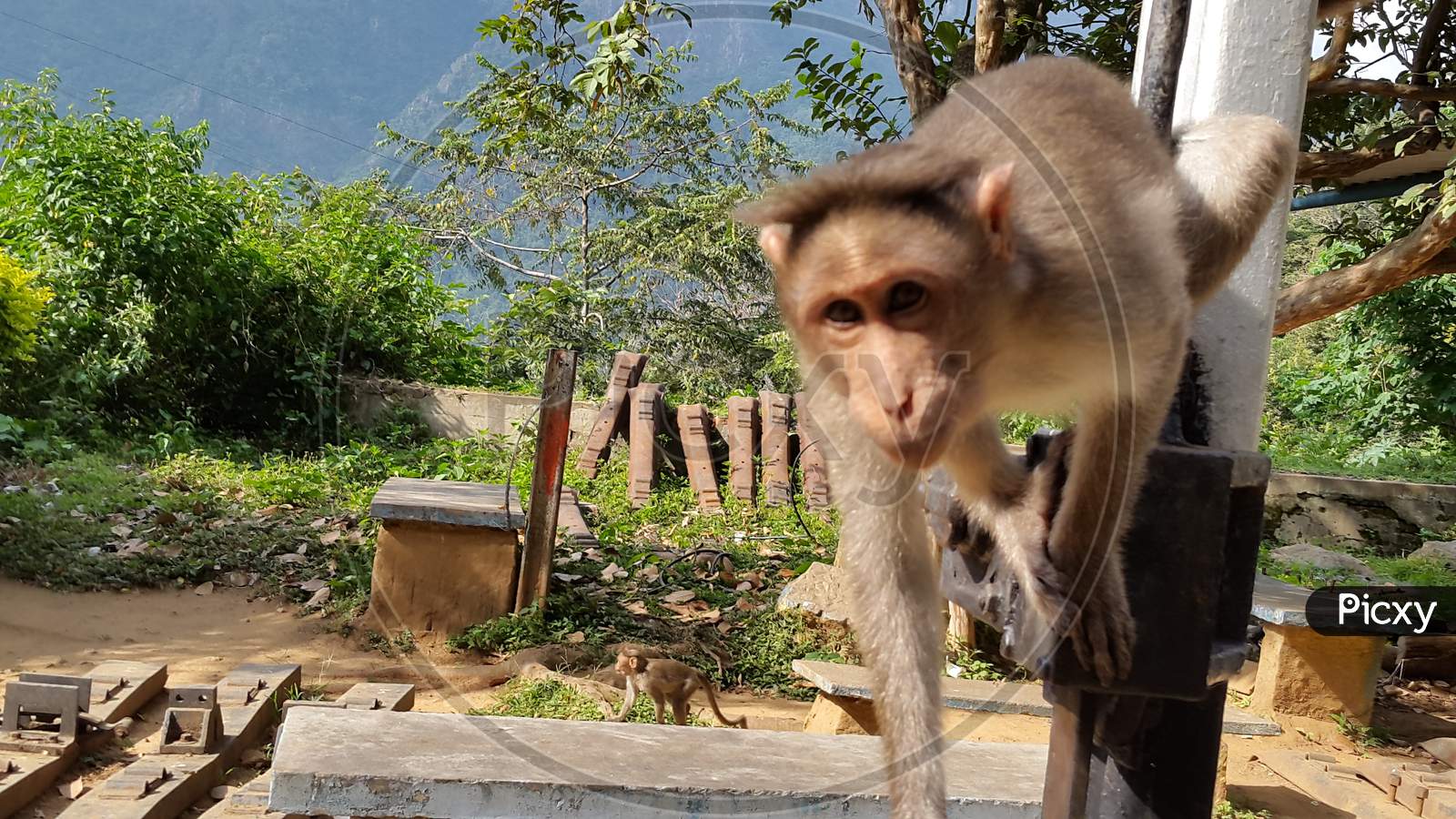 Close encounter with monkey