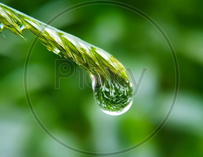 Fresh Grass With Dew Drops Close Up