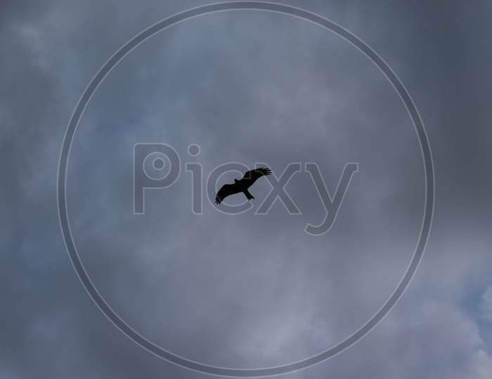 silhouette photo of Indian eagle flying in the clouds in sky