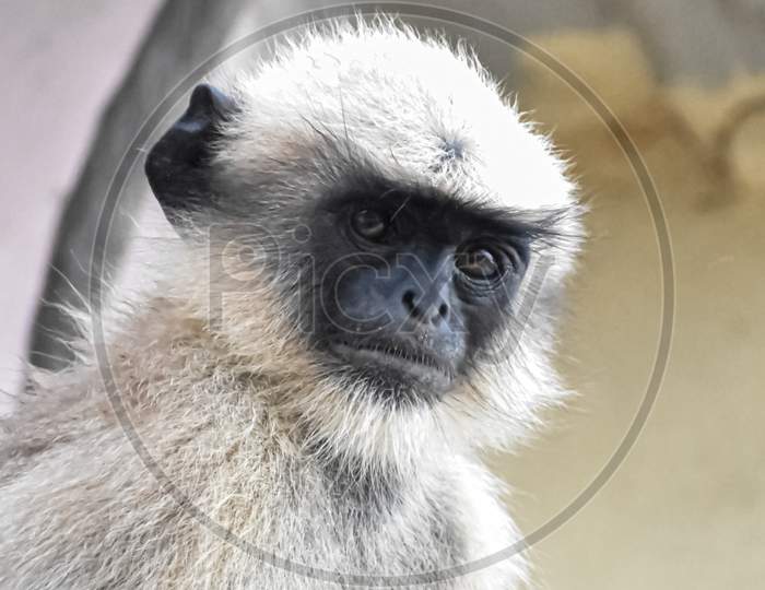 An adorable asian langur monkey looking at the camera lens.