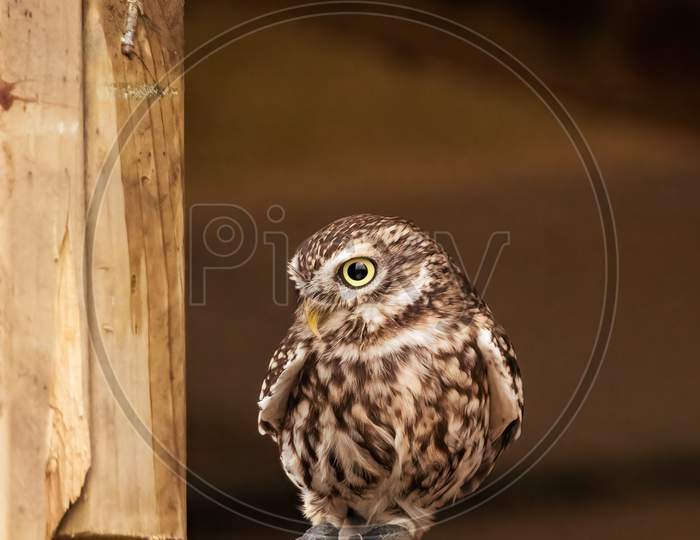 Little Owl, Athene Noctua, sitting in an English barn