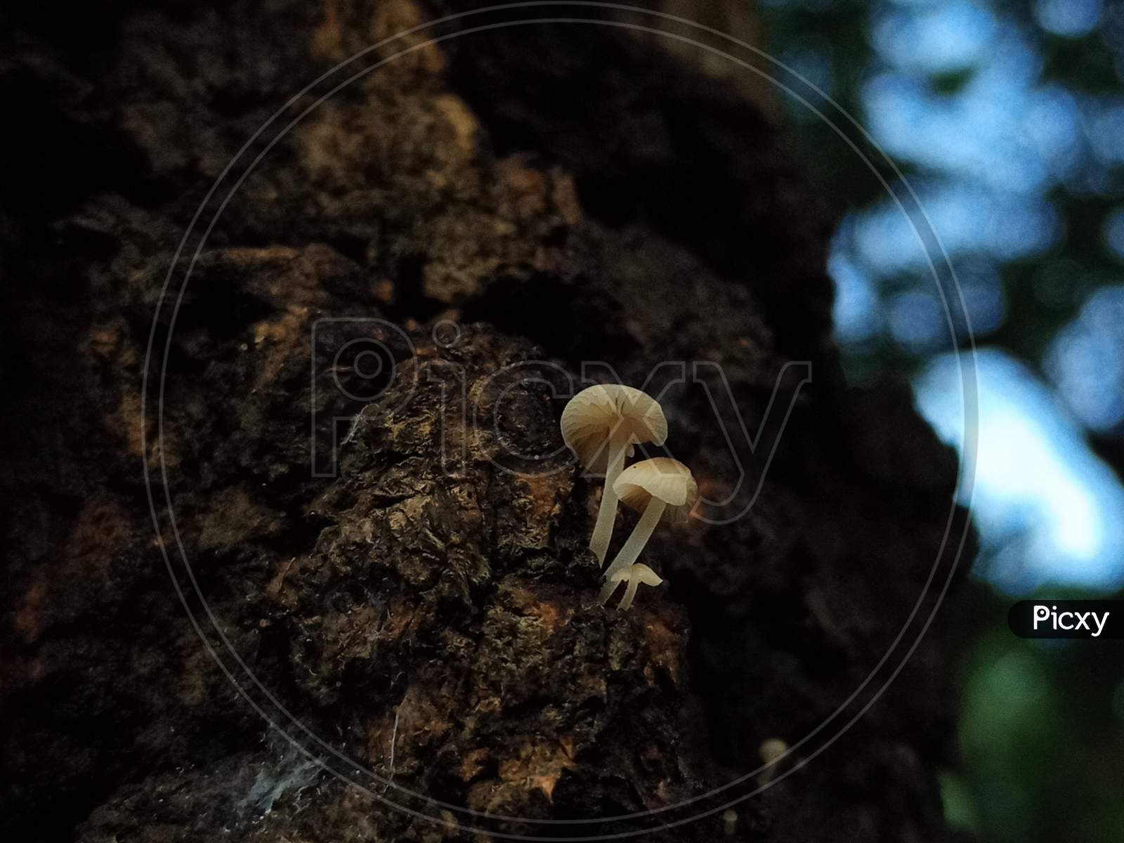 Macro Photo Of Tiny Mushrooms Growing On Wood