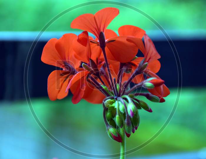 Beautiful Picture Of Red Geranium Flower