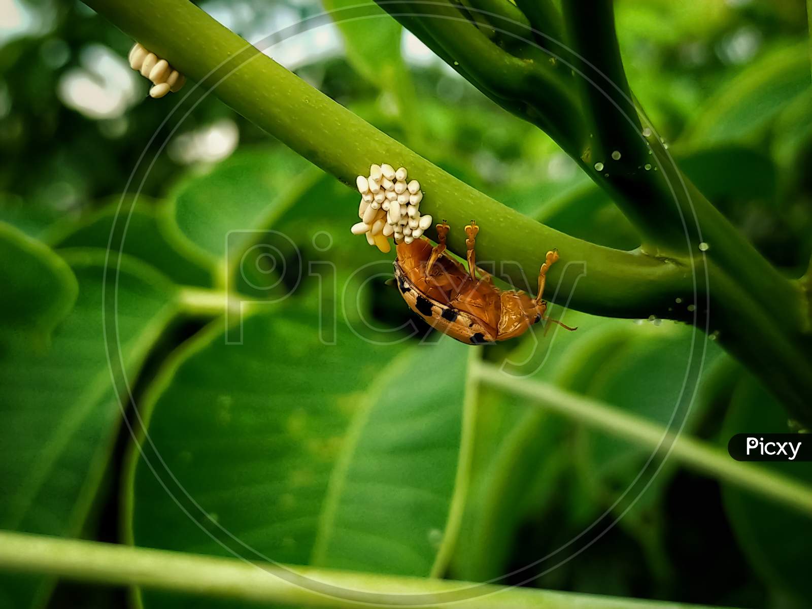 Megsher , westbengal , 11 August 2020 :Macro short of a orange beetle giveing egg on a tree branch.