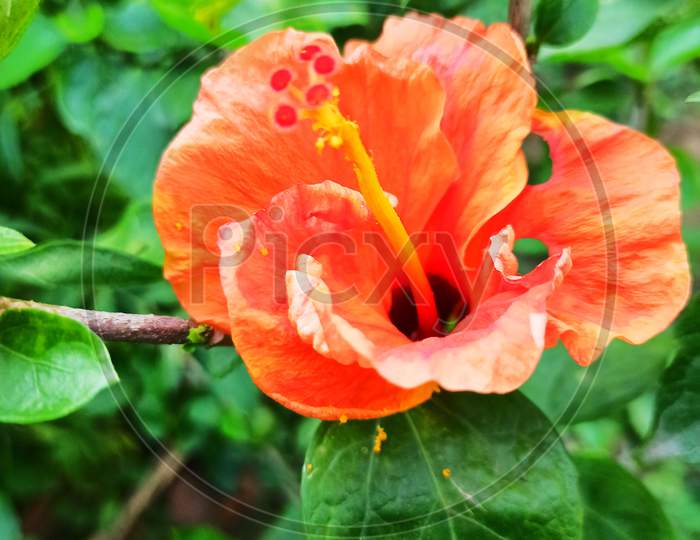 Hibiscus orange Flower