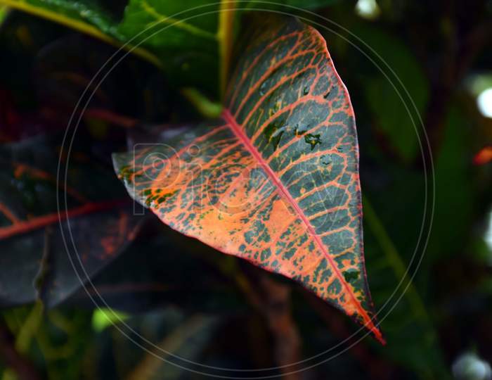Beautiful Picture For Leaf Wallpaper