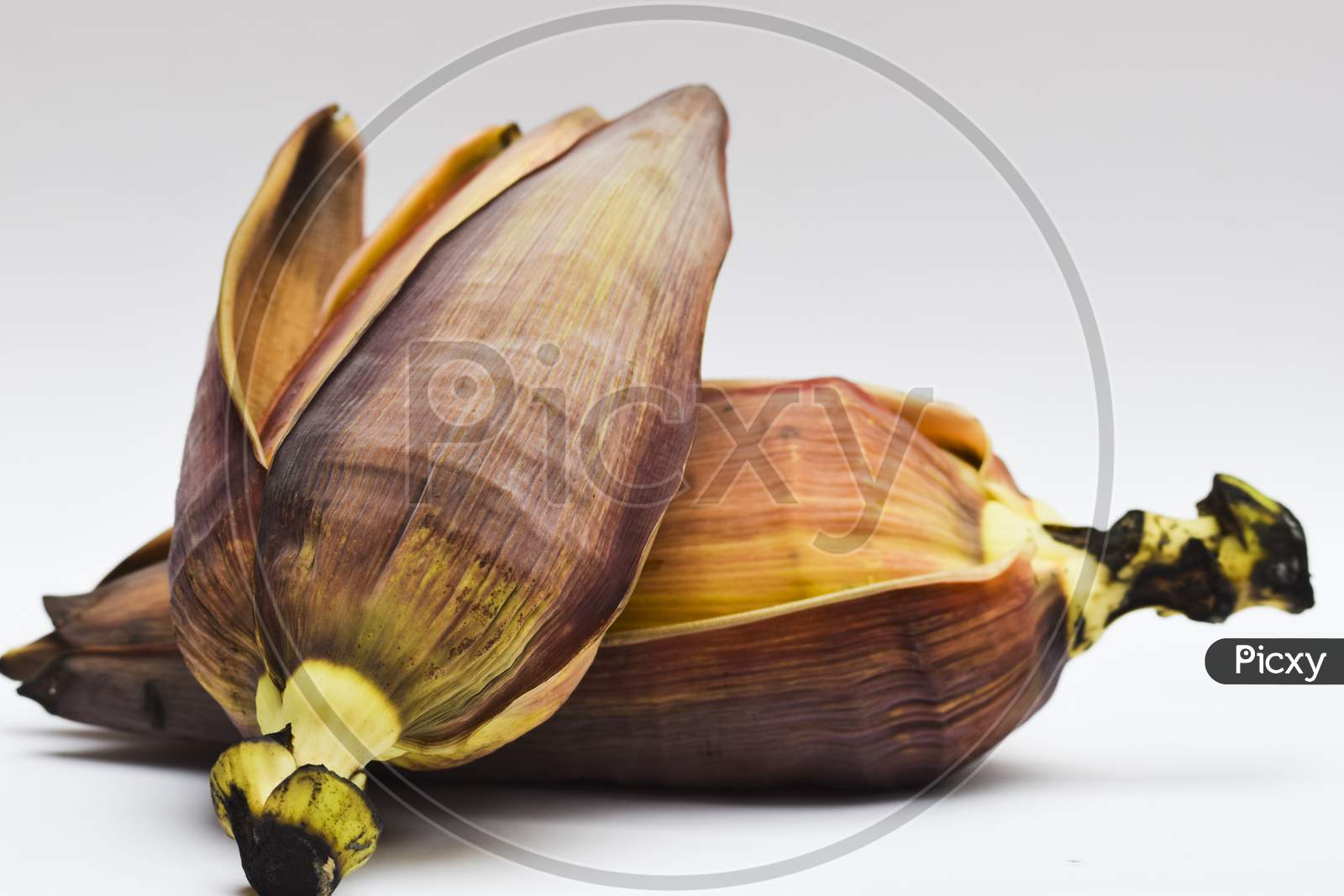 Raw Banana Flower Also Known As Banana Blossom Or Banana Heart On White Background. Curry Sabji South Indian Or Pakistani Or Nepali Vegetable Exotic Traditional