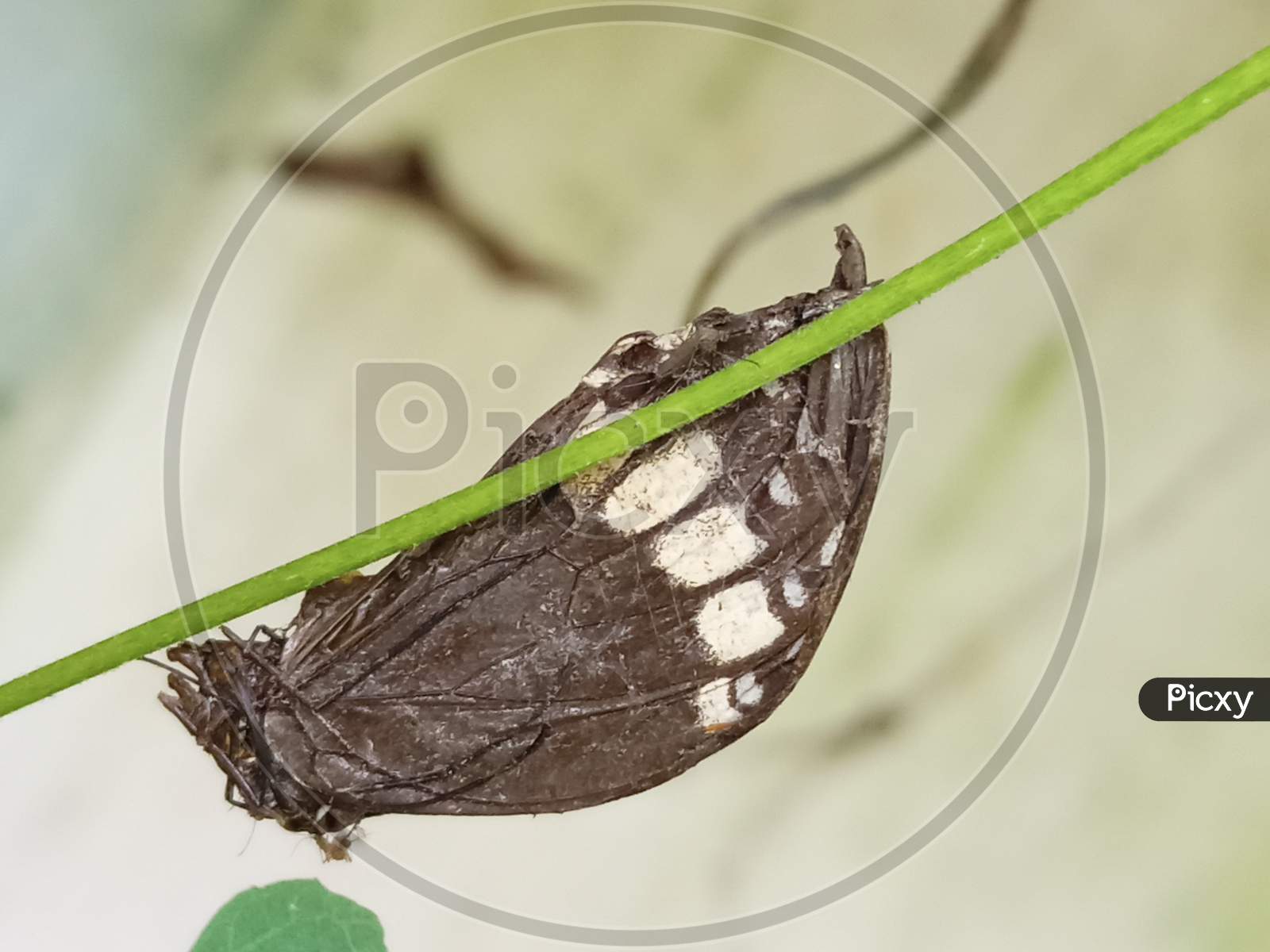 Brown Dead Butterfly On A Plant With Green Leaves