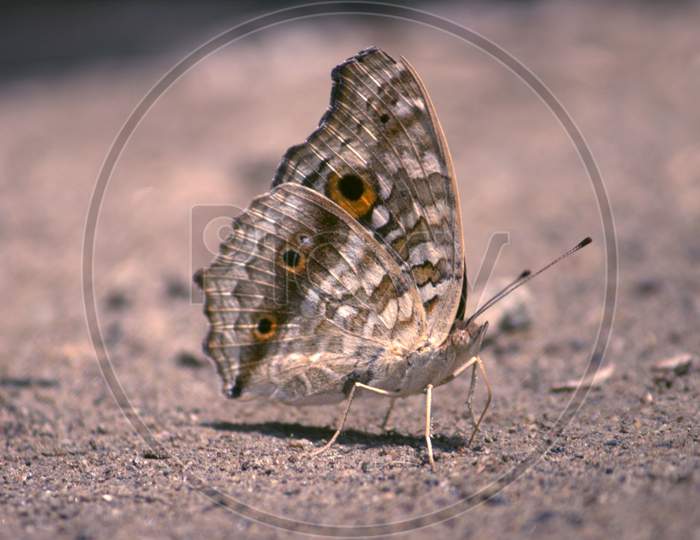 Beautiful butterfly sitting in  the ground