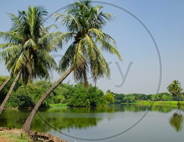 Village scenery with palm trees bending over a pond.