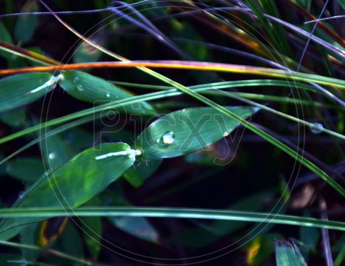 Beautiful Picture Of Grass And Water Drop