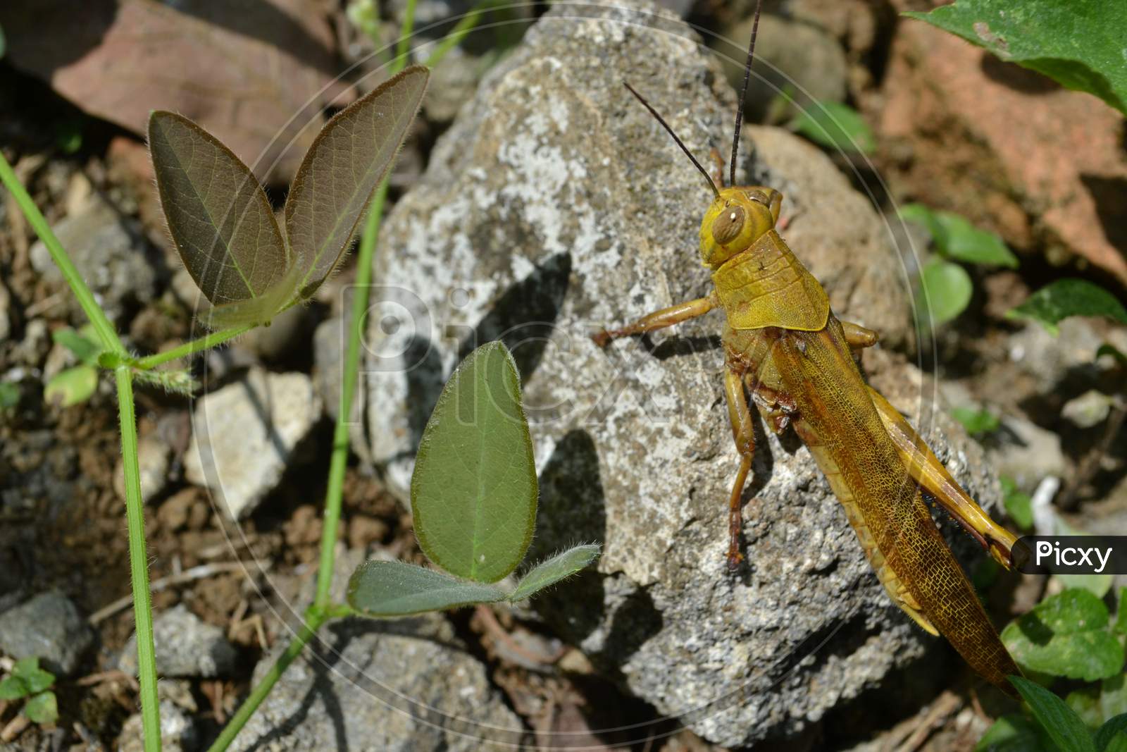 Close Up Of Yellow Grasshopper Perched On A White Rock