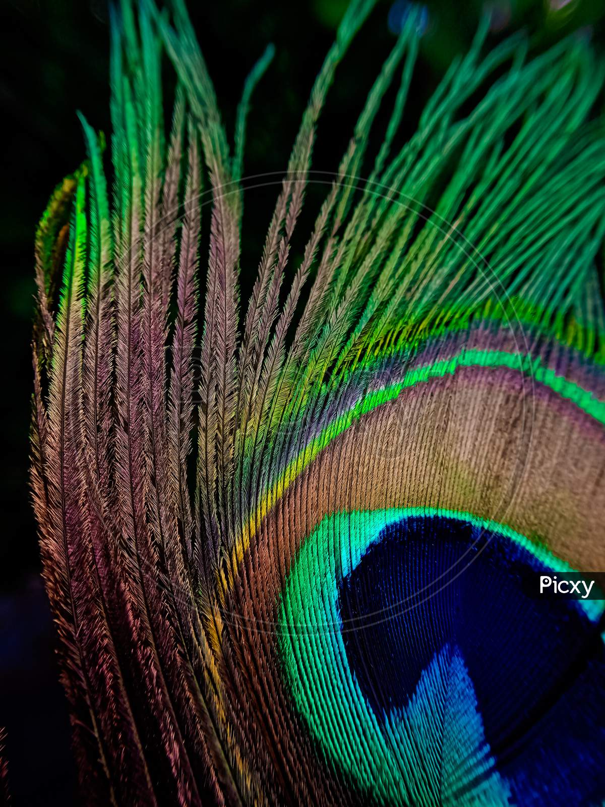 Texture of a peacock's feather