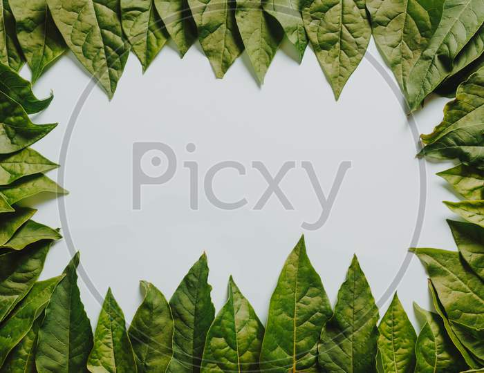 Green Leaves Surrounding A White Background