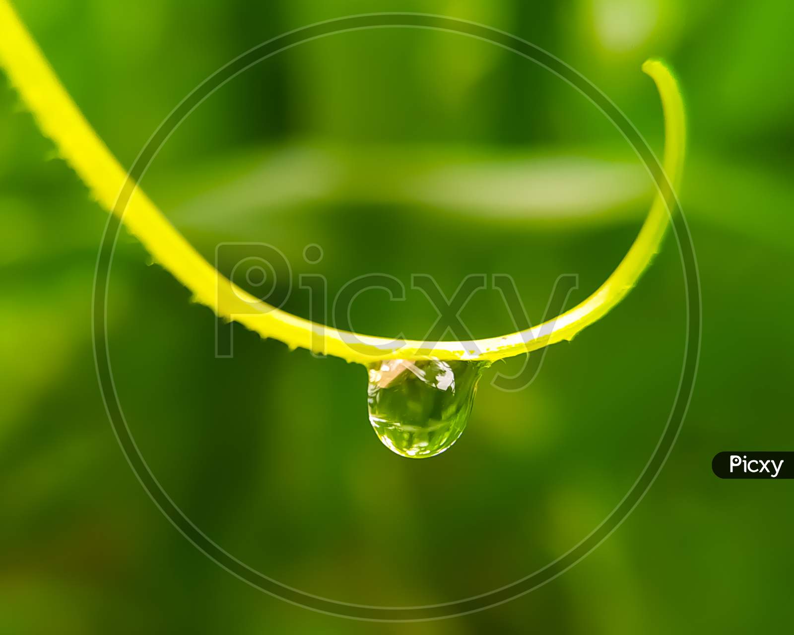 Drops Of Dew On A Grass