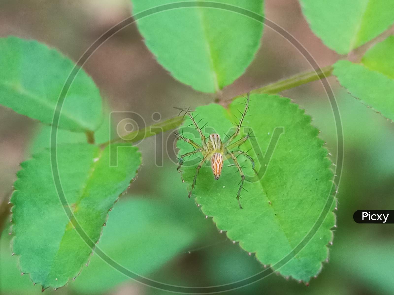 Macro Photography Of A Garden Spider On A Green Leaf
