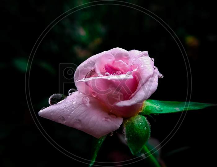 Beautiful white rose with water drops