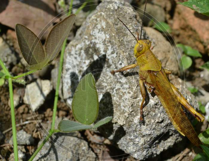 Close Up Of Yellow Grasshopper Perched On A White Rock