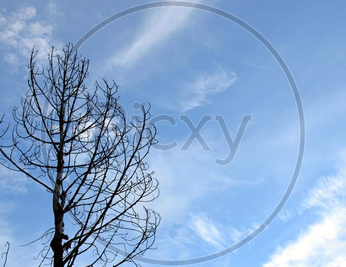 Beautiful Picture Of Tree And Blue Sky In Background In Nainital Uttarakhand India