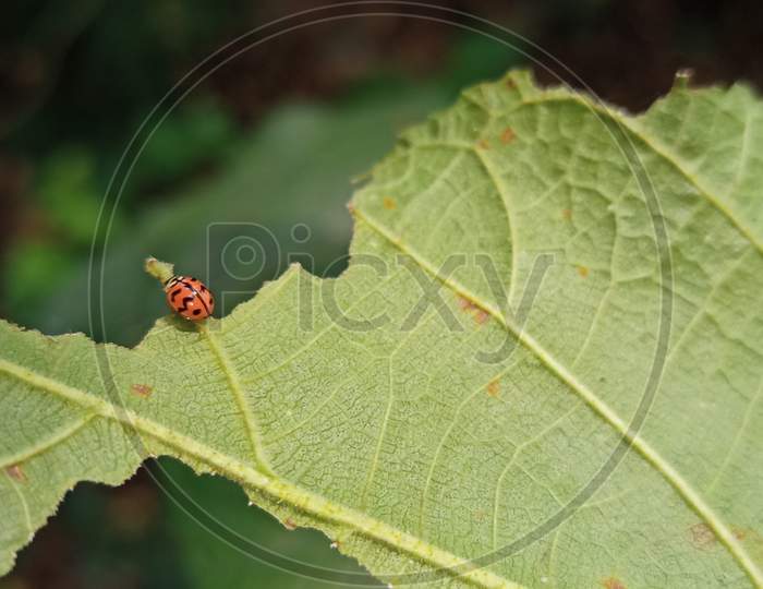 Tiny Red Ladybug On Green Leaf Macro Photography