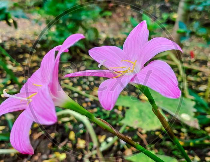 Selective Focus On Beautiful Pink Flowers In Garden