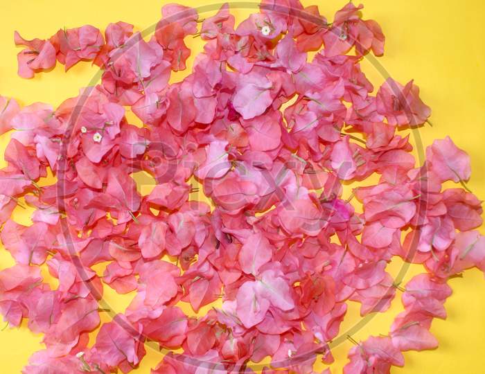 Pink Dried Petals 
