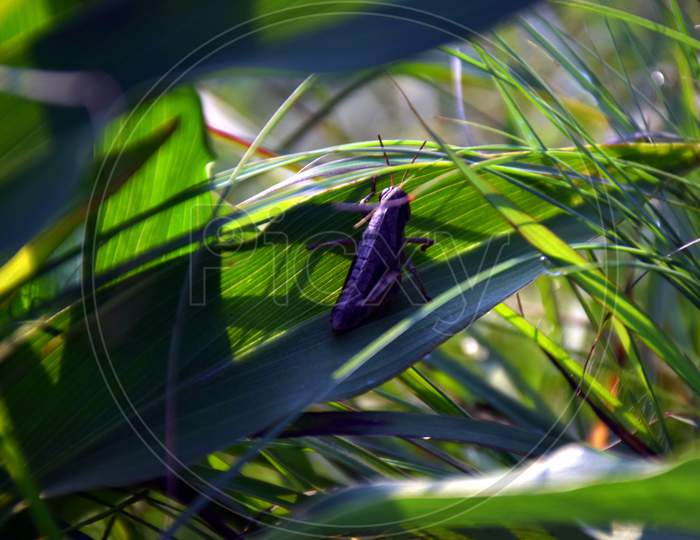 Beautiful Picture Of Grass Hopper