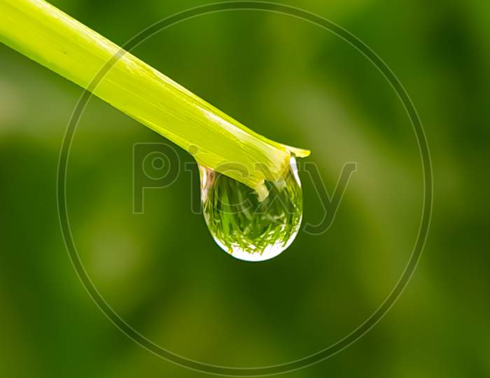 Water Drop On A Green Wood