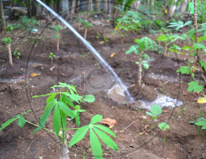 Small Cassava Trees Watered And Grown In Agricultural Land