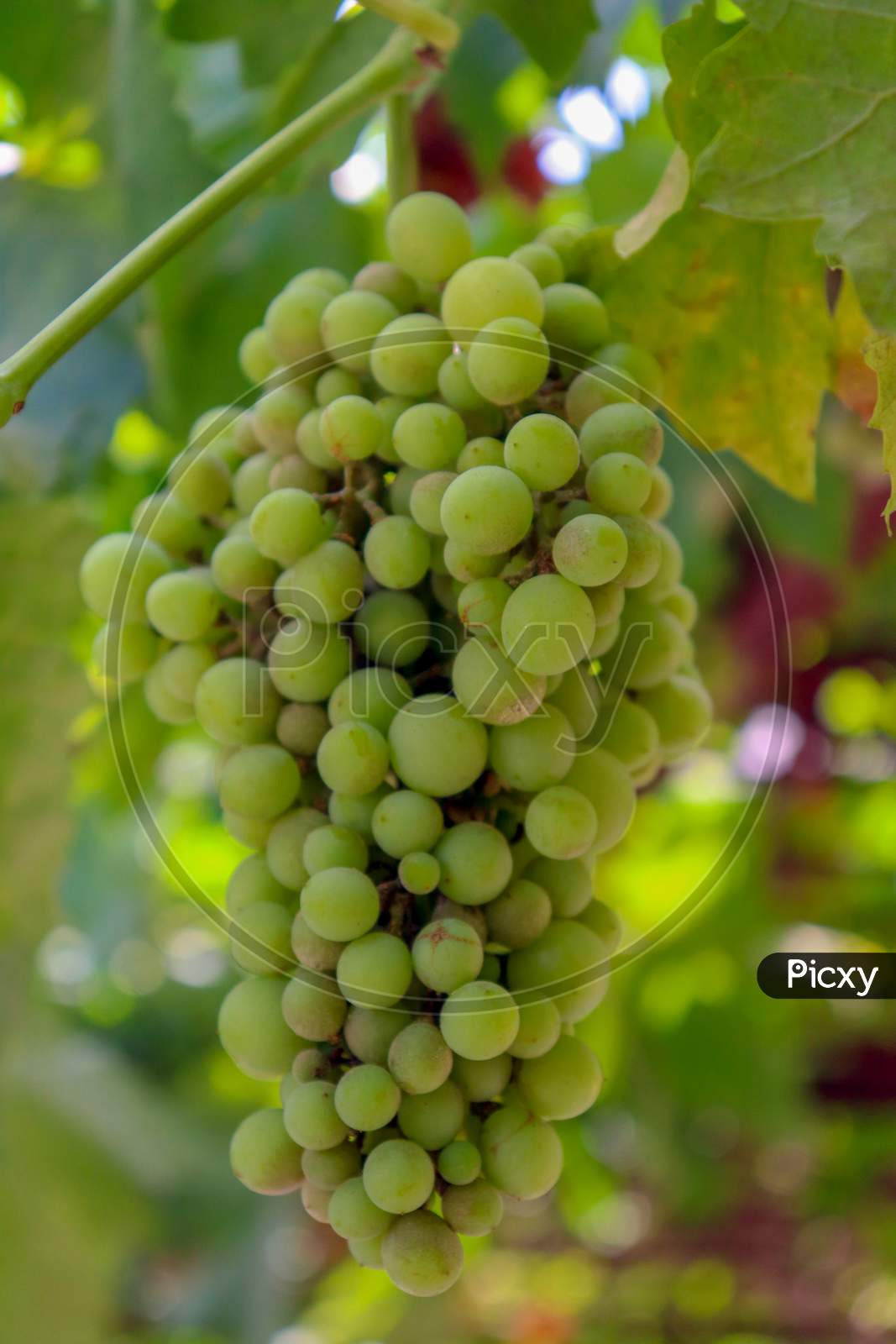 Green Seedless Table Grapes With Green Background