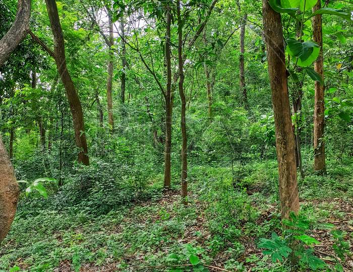 Background View Of Green Plants In Forest