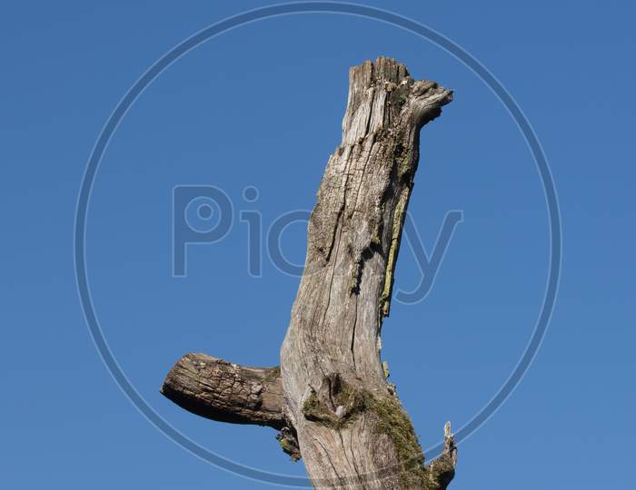 Weathered Dead Tree Trunk Against Blue Sky Background