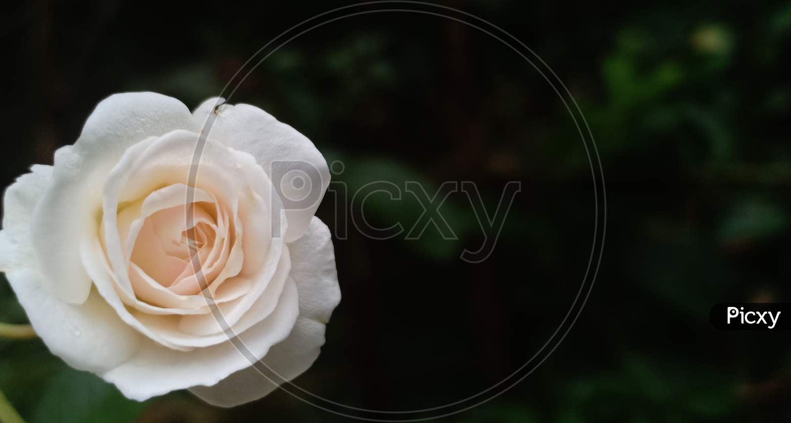 White Rose Flower In Close Up View . Space For Text