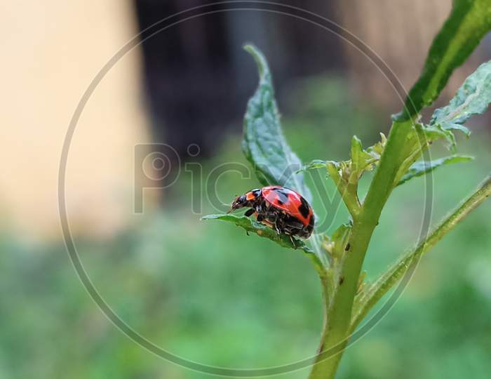 Tiny Red Ladybug On Green Leaf Macro Photography