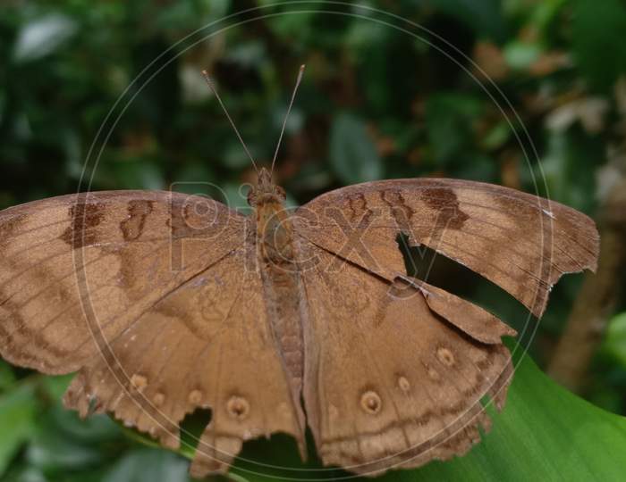 Brown Butterfly On Plant With Damaged Wings