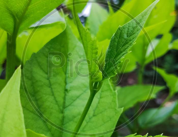 Selective Focus On A Green Leaves Of A Plant