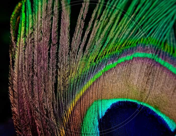 Texture of a peacock's feather